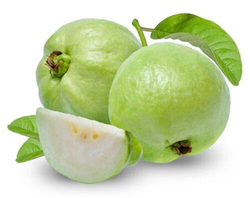 Round Natural Fresh Green Guava, For Human Consumption, Packaging Type : Jute Bag