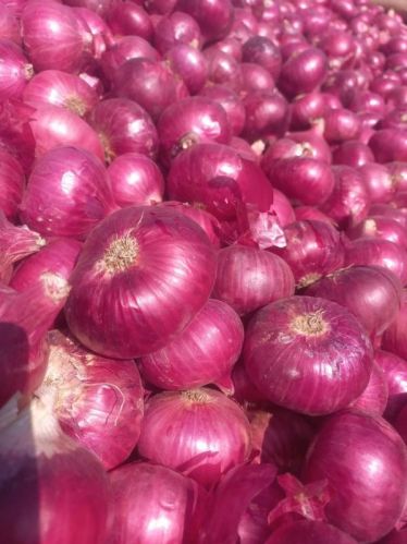 Fresh Red Onion, For Food, Shelf Life : 7-15days