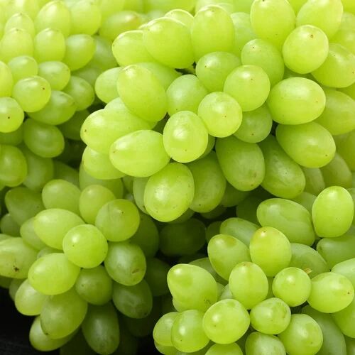 Natural A Grade Green Grapes, For Human Consumption, Certification : FSSAI Certified