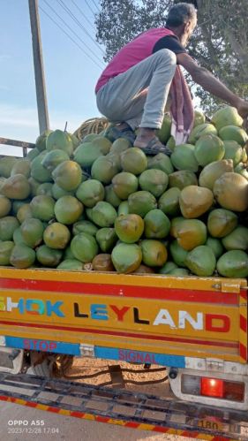 Tender Coconut Water, Taste : Swet