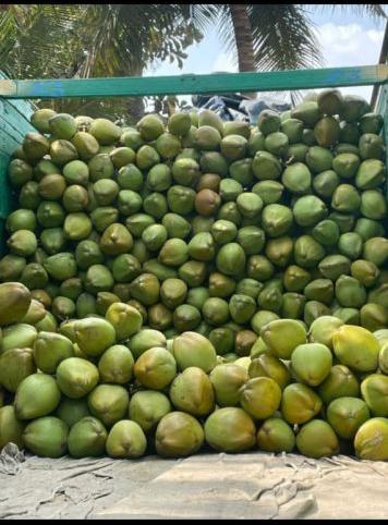 Green Tender Coconut, Packaging Type : Jute Bags