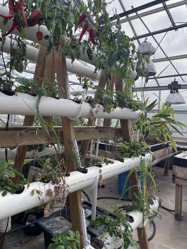 Hydroponic Farming Online Training