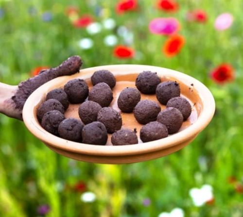 Cosmos Seed Balls, For Medicinal
