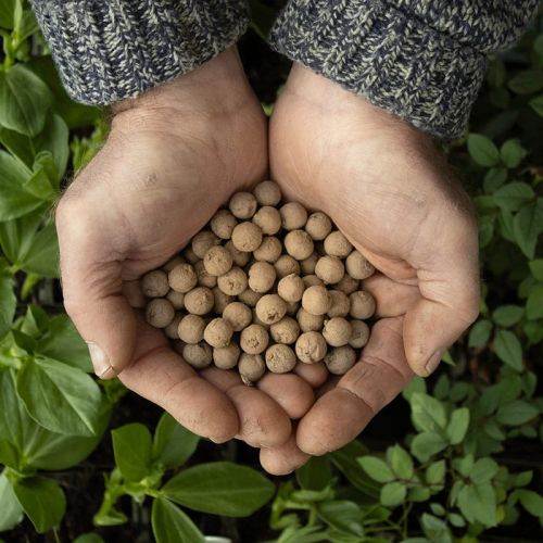 Guava Seed Balls, Style : Dried