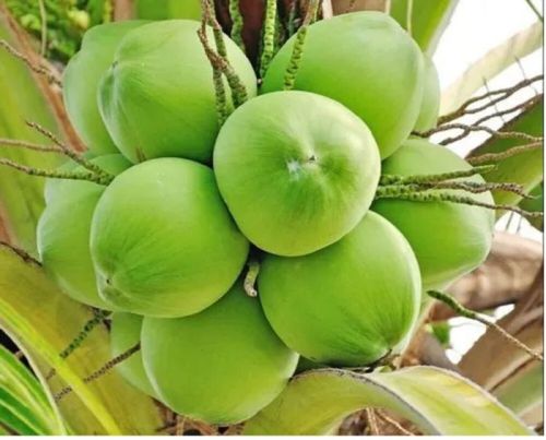 Green Natural A Grade Tender Coconut, For Medicines, Packaging Type : Gunny Bags