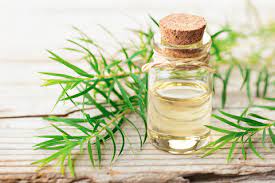 Tea Tree Oil, For Spa, Pharmaceuticals, Natural Perfumery, Medicine, Cosmetics, Packaging Type : Bottle