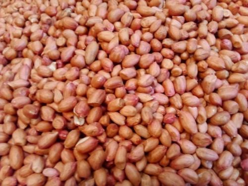 Radhe International G20 ground nut, Color : Red, Form : Natural