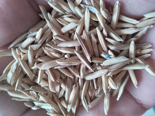 Dhan Seeds, For Agriculture, Packaging Type : PP Bag