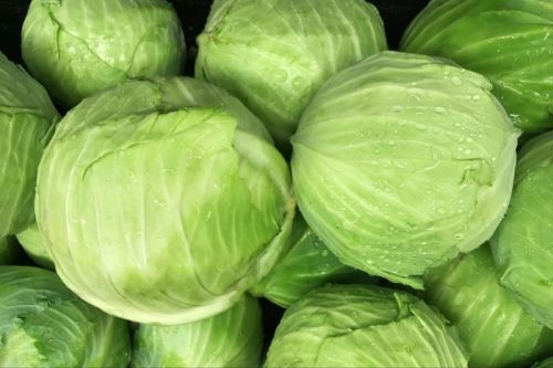 Green Fresh Cabbage, For Cooking, Shelf Life : 5 Days