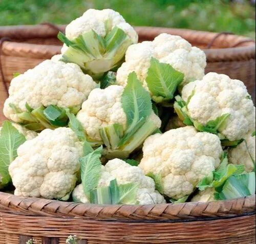 Natural Cauliflower, Packaging Type : Jute Bag