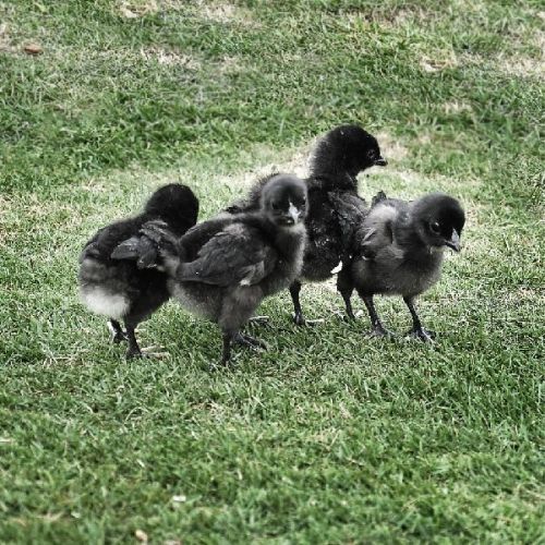 Kadaknath Chicks, Color : Black