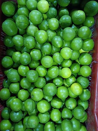 Round Organic Green Lemon, For Pickles, Fast Food, Drinks, Style : Fresh