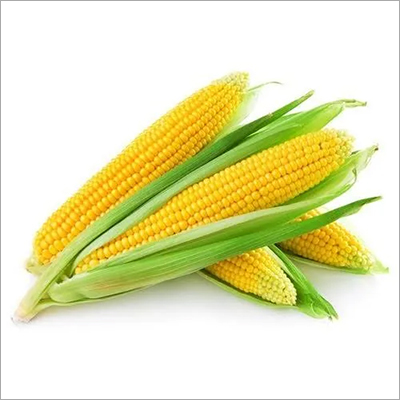 Organic Yellow Maize, Style : Dried