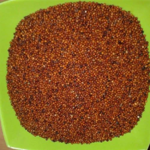 Brown Natural Fine Grade Ragi Seeds, For Cooking, Cattle Feed, Packaging Type : Bag