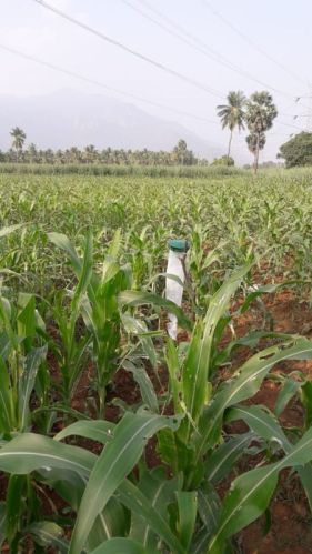 Green Plain Plastic Pheromones Trap