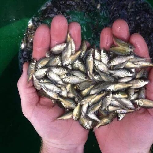 Amur Carp Fish Seed, Style : Alive, Fresh