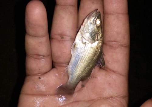 Vetki Fish Seed, Style : Alive, Fresh