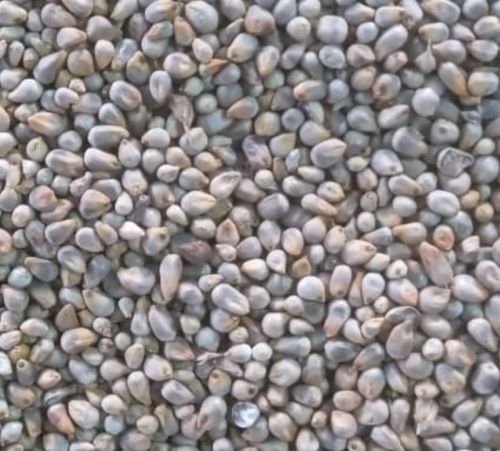 Pearl Millet, For Cooking, Cattle Feed, Cooking, Style : Dried