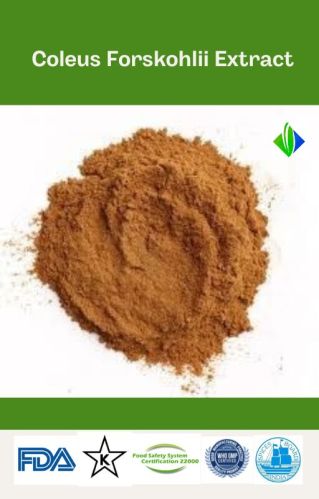 Brown Powder Natural Coleus Forskohlii Extract, For Medicinal, Packaging Type : HDPE Drum
