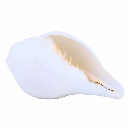Conch Shells, Color : White 5 Inch (Length), Weight : 300 Gm
