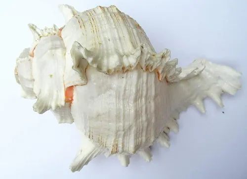 Glossy Blowing Conch Shell, Size : 7 Inch (length)