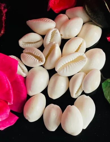 Natural White Cowrie Seashell, Packaging Type : Plastic Box