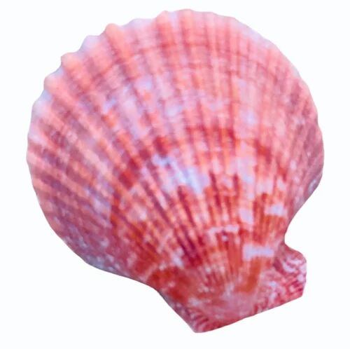 Pink Natural Seashell, Packaging Type : Plastic Box