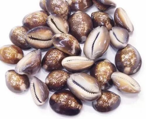 Glossy Tiger Cowrie Natural Seashell, Packaging Type : Plastic Box