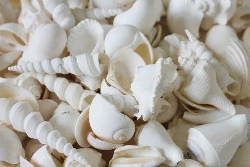 White Natural Mixed Seashell, For Decoration, Packaging Type : Plastic Box