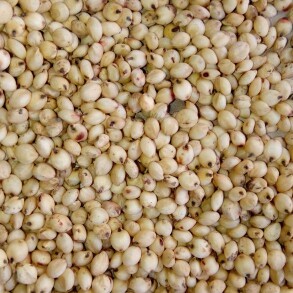 Organic Jowar Seeds, Purity : 100%