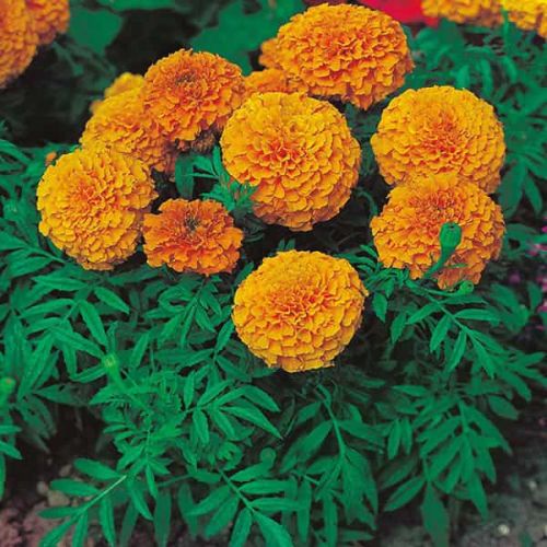 Organic Marigold Flowers, Style : Natural