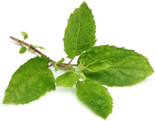 Green Organic Tulsi Leaves, For Culinary, Medicinal, Style : Natural