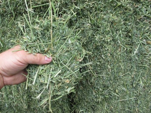 Alfalfa Hay, For Animal Feed, Packaging Type : Bales