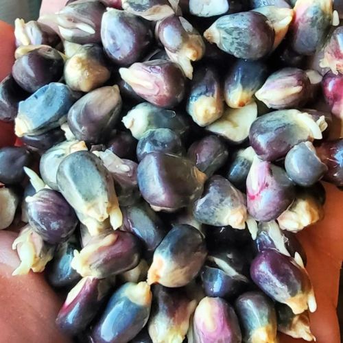 Heirloom Blue Corn, For Food Grade Powder, Cooking, Style : Preserved, Fresh, Dried