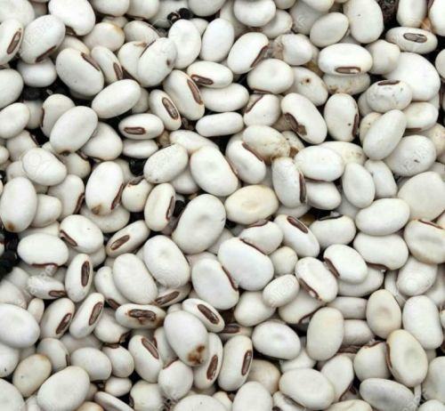 GMO White Kidney Beans, For Cooking, Packaging Type : Gunny Bag, PP Bag