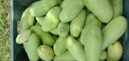 Natural Mango, Specialities : Non Harmful