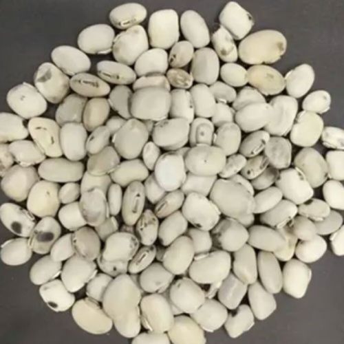 White Koch Seed, Packaging Type : Loose