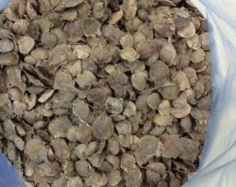 Red Sandal Wood Seeds, Packaging Size : 25kg