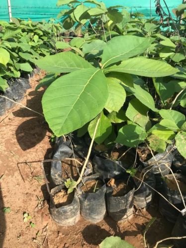 Green Sagwan Teak Plant