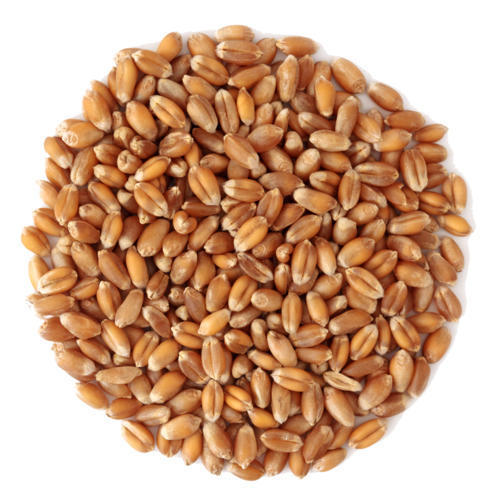 Natural Fresh Wheat Grain, For Making Bread, Cooking, Cookies, Packaging Type : Gunny Bag