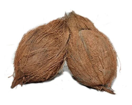 Solid Raw Semi Husked Coconut, For Pooja, Medicines, Cosmetics, Cooking, Packaging Type : Gunny Bags