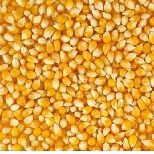 Organic A Grade Maize Seeds, Packaging Type : Customized