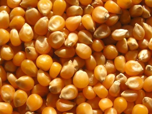 Organic Fresh Maize Seeds, Packaging Type : Customized