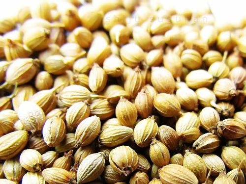 Raw Coriander Seeds For Cooking