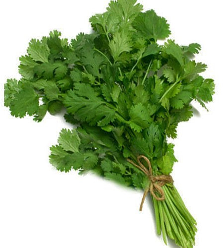 Fresh Coriander Leaves For Cooking