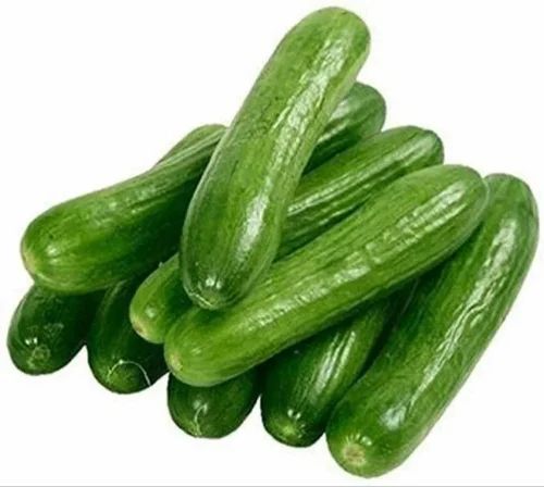 Fresh Cucumber, Packaging Type : Gunny Bag