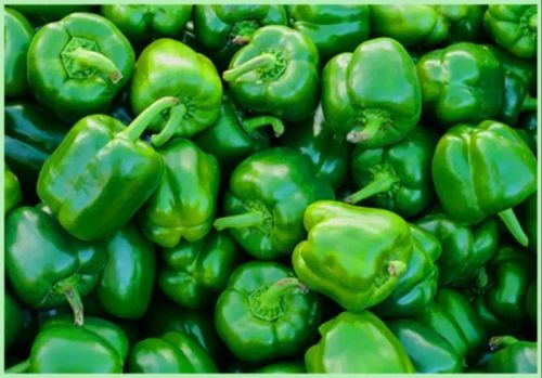 Fresh Green Capsicum, Packaging Size : 5-10kg