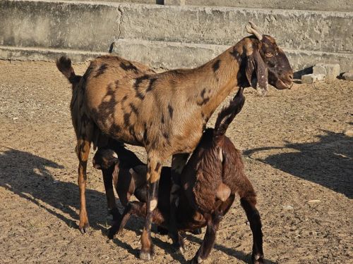 Sirohi Bakriya, Weight : 40-55 Kg