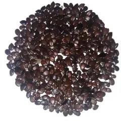 Organic CoFS-29 Fodder Seeds, Packaging Type : PP Bags