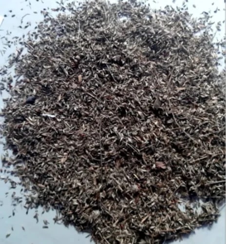 Organic Stylo Hamata Grass Seeds for Agriculture